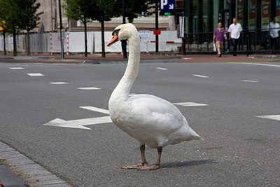 BUITEN BEELD Foto: 150625