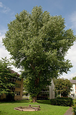 BUITEN BEELD Foto: 150702