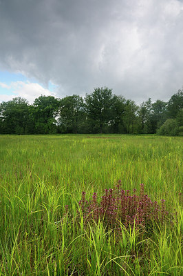 BUITEN BEELD Foto: 150804