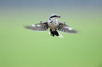 BUITEN BEELD Foto: 150807