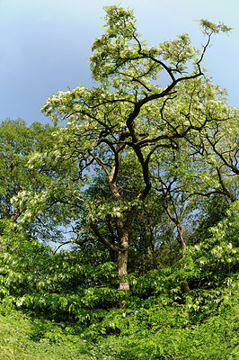 BUITEN BEELD Foto: 150808
