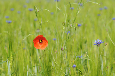 BUITEN BEELD Foto: 150817