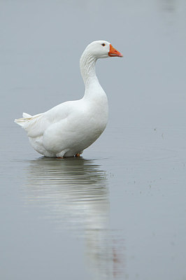 BUITEN BEELD Foto: 150872