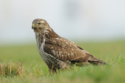 BUITEN BEELD Foto: 150880