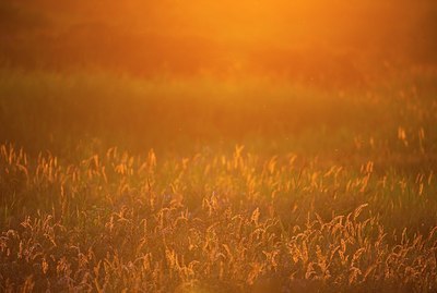 BUITEN BEELD Foto: 150882