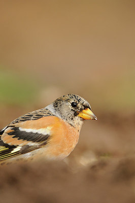 BUITEN BEELD Foto: 150907