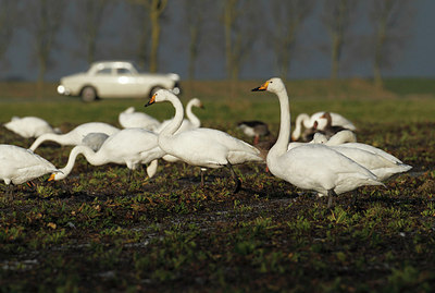 BUITEN BEELD Foto: 150947