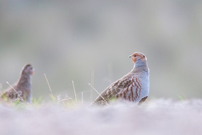 BUITEN BEELD Foto: 151270