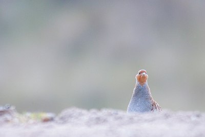 BUITEN BEELD Foto: 151274