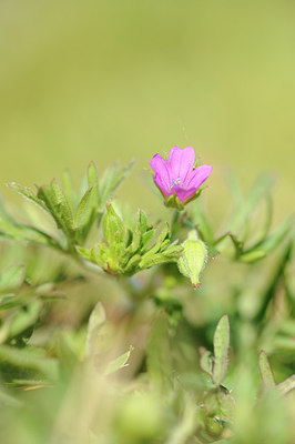 BUITEN BEELD Foto: 151361