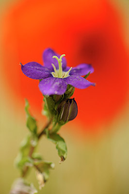 BUITEN BEELD Foto: 151362