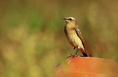 BUITEN BEELD Foto: 151465