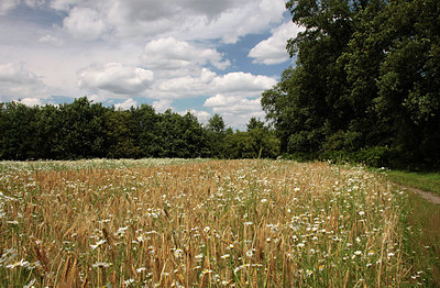 BUITEN BEELD Foto: 151469