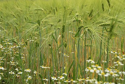 BUITEN BEELD Foto: 151472