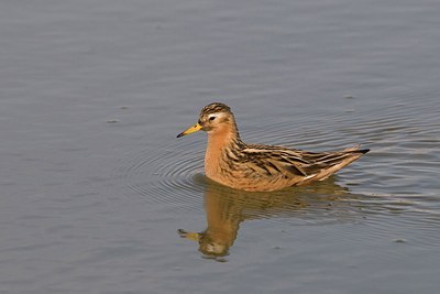 BUITEN BEELD Foto: 151661