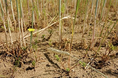 BUITEN BEELD Foto: 151663