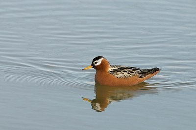 BUITEN BEELD Foto: 151664