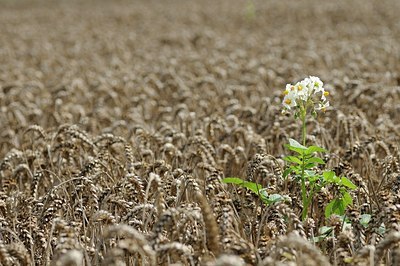 BUITEN BEELD Foto: 151670