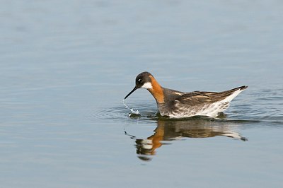 BUITEN BEELD Foto: 151676