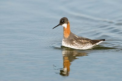 BUITEN BEELD Foto: 151677