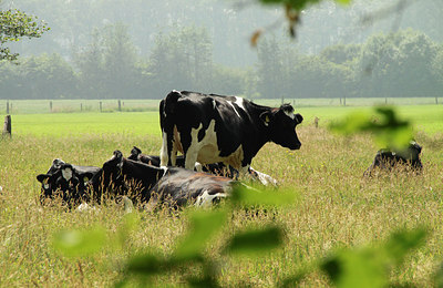 BUITEN BEELD Foto: 151690