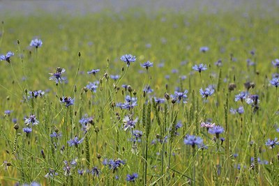 BUITEN BEELD Foto: 151696