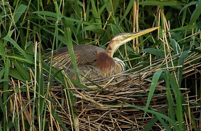 BUITEN BEELD Foto: 152022