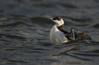 BUITEN BEELD Foto: 152184