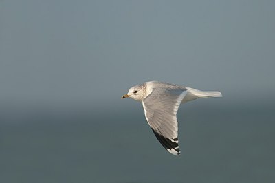 BUITEN BEELD Foto: 152189