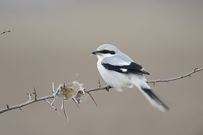 BUITEN BEELD Foto: 152246