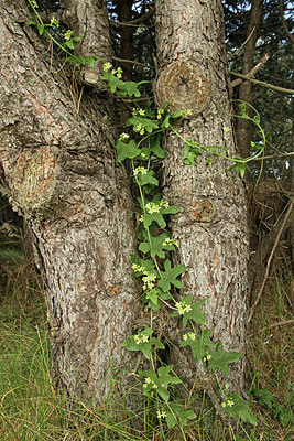 BUITEN BEELD Foto: 152377