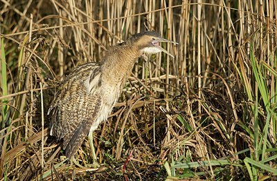 BUITEN BEELD Foto: 152419