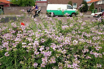 BUITEN BEELD Foto: 152438