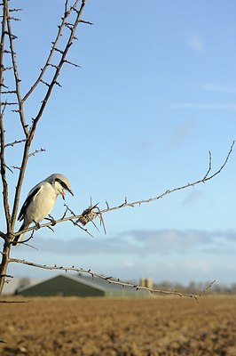 BUITEN BEELD Foto: 152518