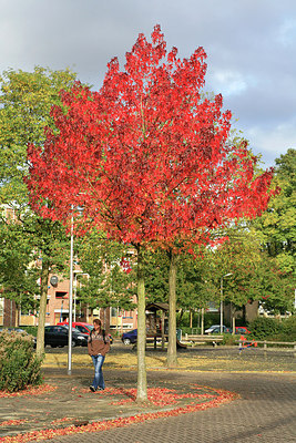 BUITEN BEELD Foto: 152541