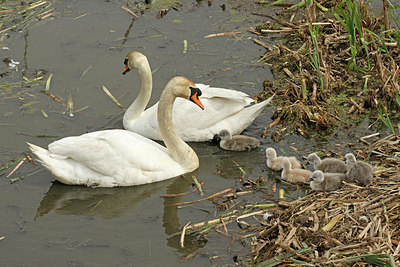 BUITEN BEELD Foto: 152564