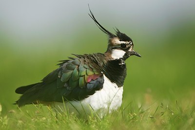 BUITEN BEELD Foto: 152612