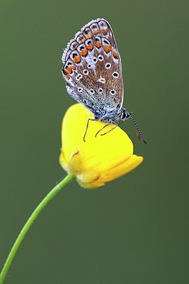 BUITEN BEELD Foto: 152657