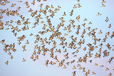 BUITEN BEELD Foto: 152682
