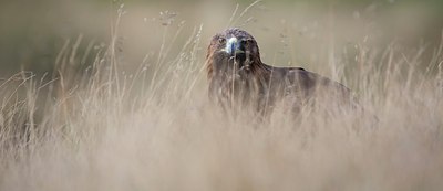 BUITEN BEELD Foto: 152685