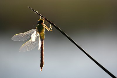 BUITEN BEELD Foto: 152732