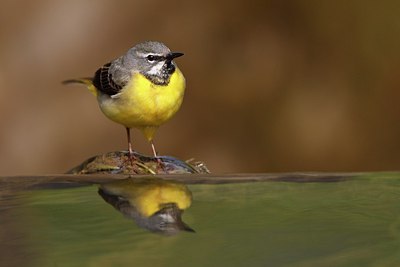 BUITEN BEELD Foto: 152735