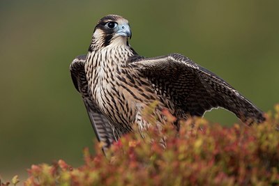 BUITEN BEELD Foto: 152741