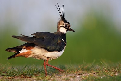 BUITEN BEELD Foto: 152774