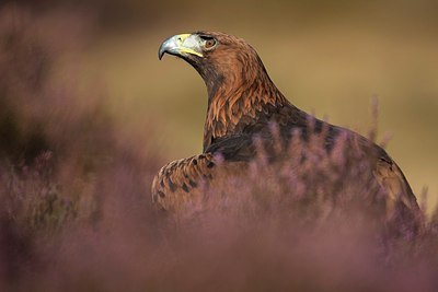 BUITEN BEELD Foto: 152776