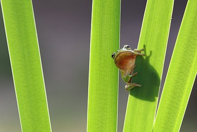 BUITEN BEELD Foto: 152780