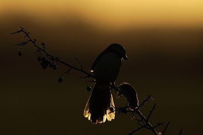 BUITEN BEELD Foto: 152784