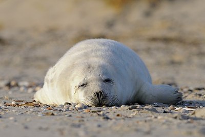 BUITEN BEELD Foto: 152829