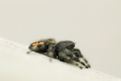BUITEN BEELD Foto: 152962