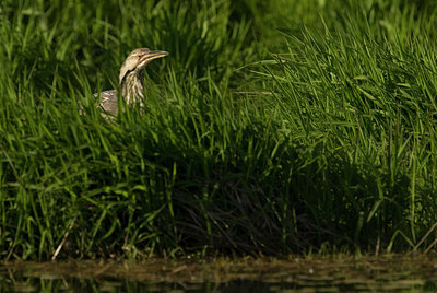 BUITEN BEELD Foto: 152964